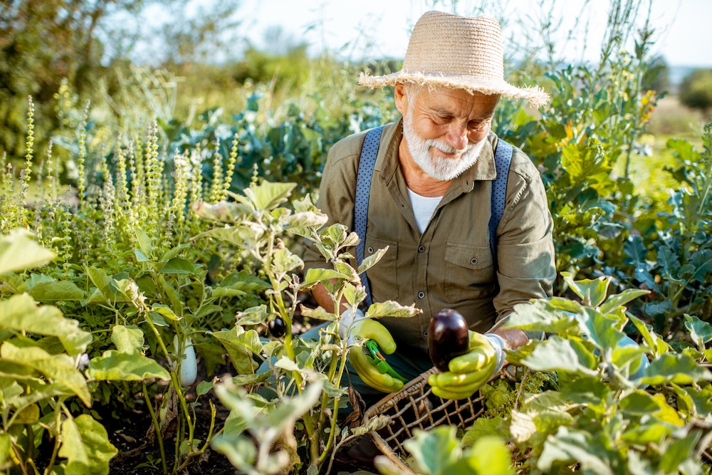 Création de franchise BIO : un marché en plein essor