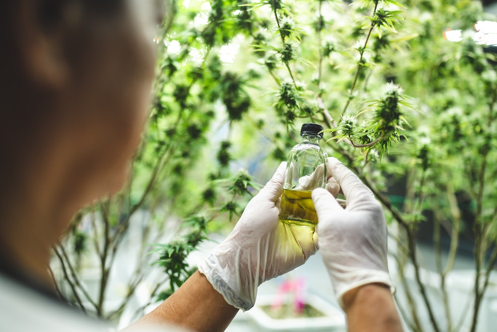 Franchises : le marché du CBD en pleine explosion